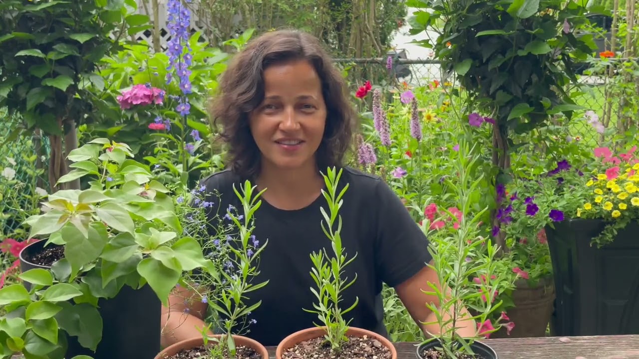 Como cultivar lavanda através das sementes/ tupiaras!!👩‍🌾☀️🪴✅