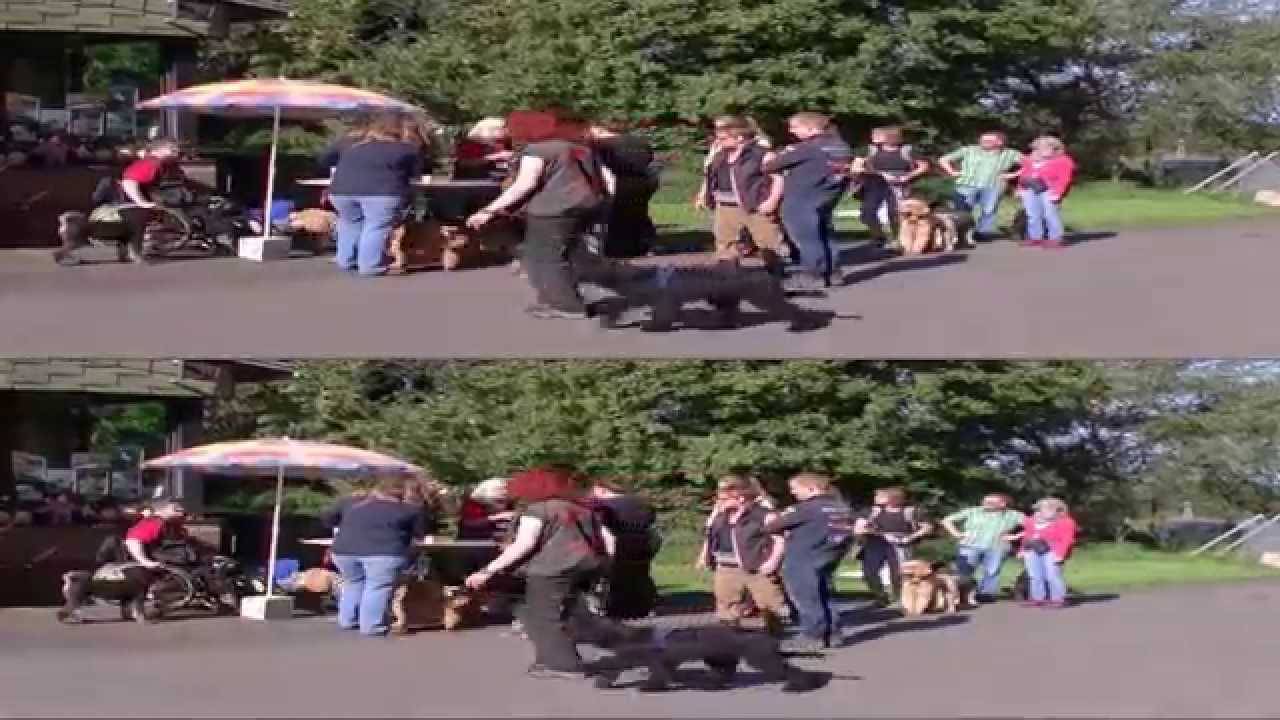 Das Pudeltreffen 2014 - 3D-Version