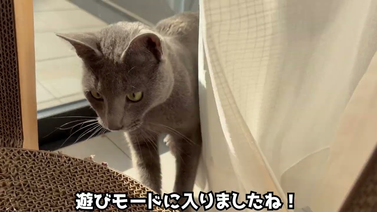 【かくれんぼ？】カーテンねこ！