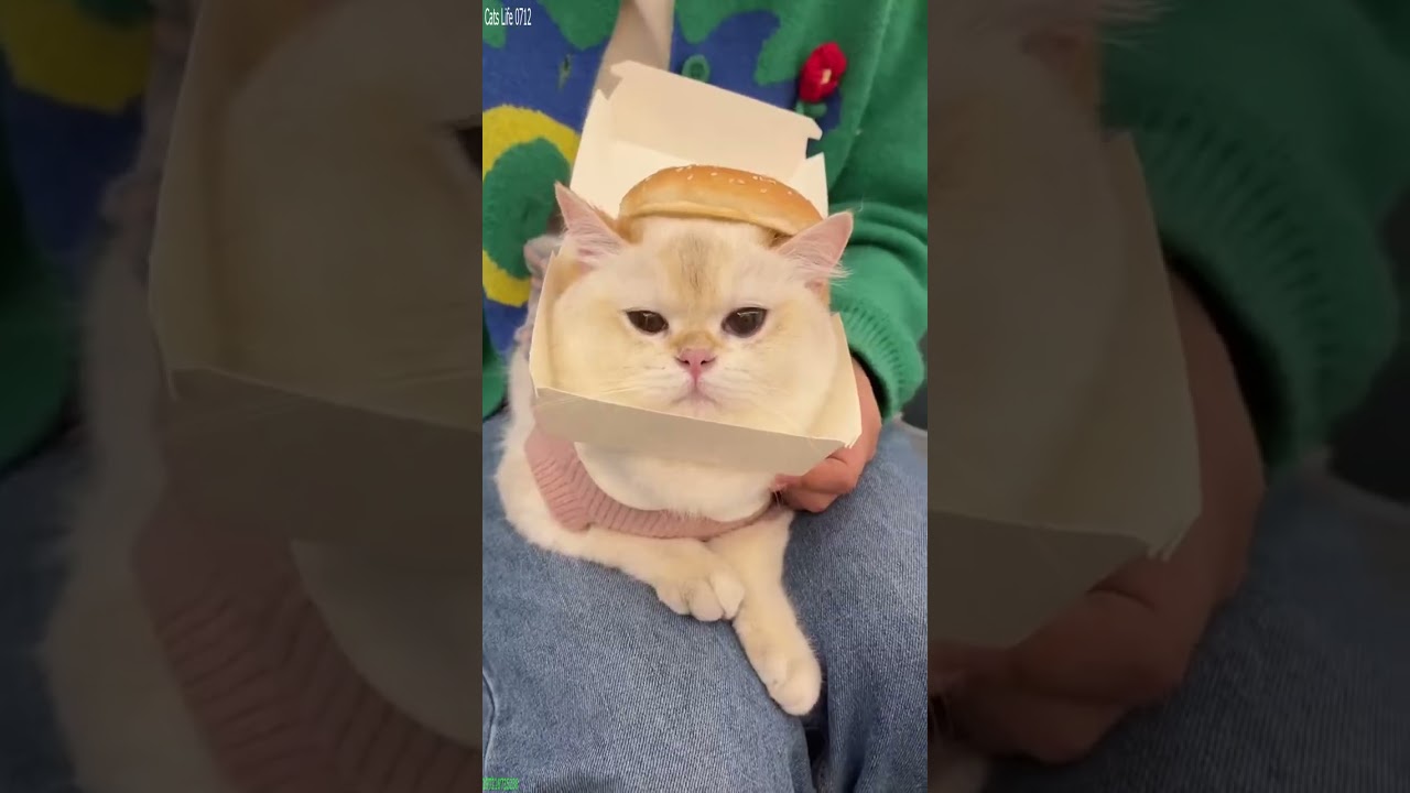Funny Cats 2025 🥰 Try not To laugh 😼 # #6147