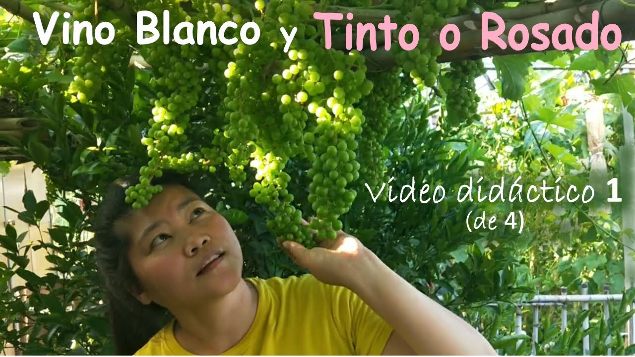 Cómo hacer vino blanco, tinto o rosado de manera tradicional. Sin nada añadido