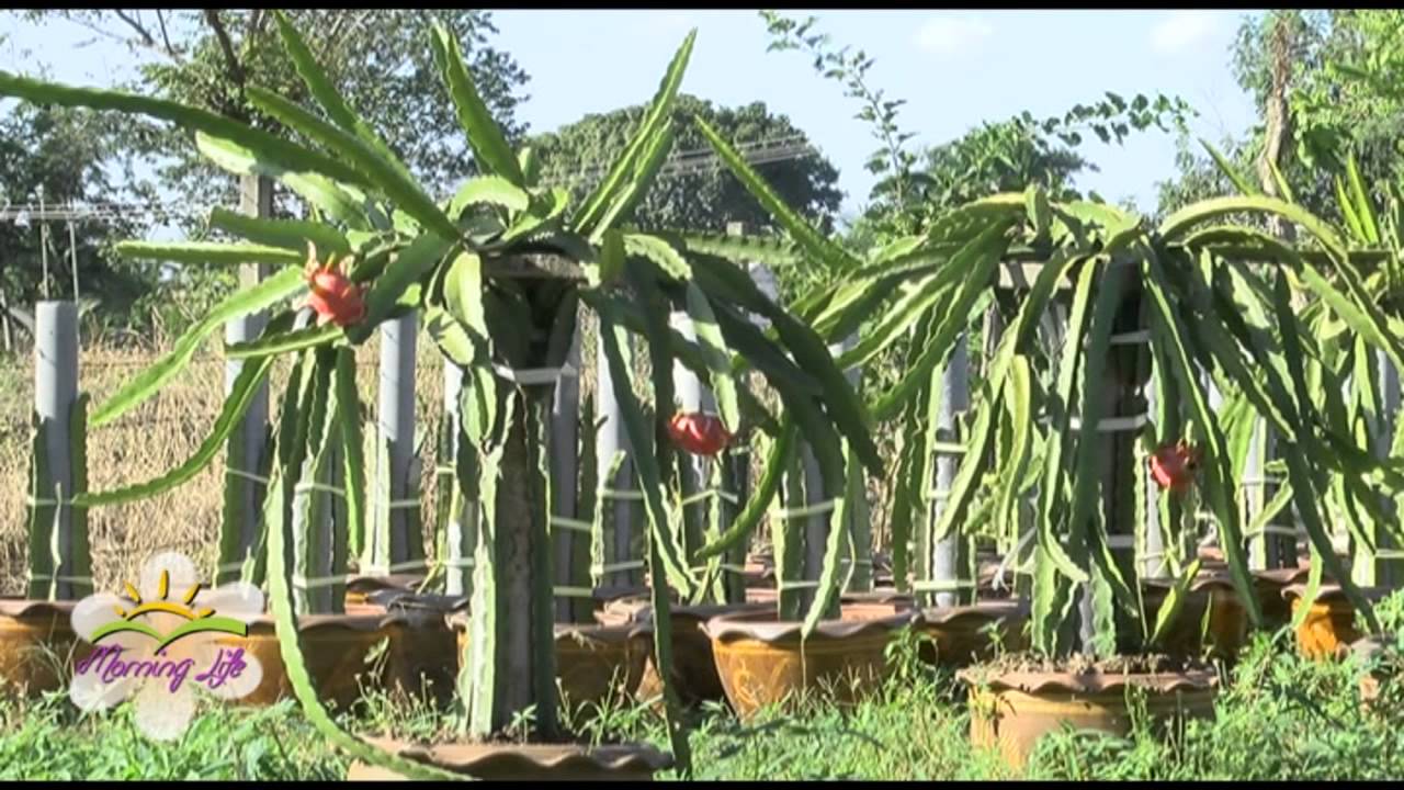 รายการ Morning Life EP58 B1 OA 06 12 58 ตอน สวนแก้วมังกรเก่งกับเฮง