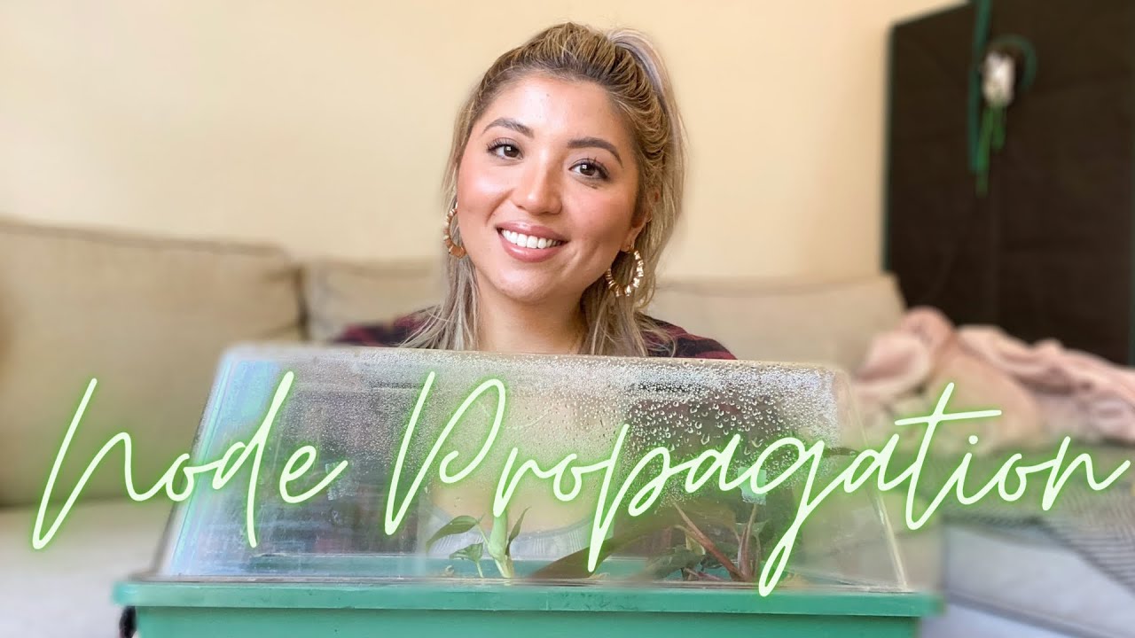 WET STICK NODE PROPAGATION | PROPAGATION BOX