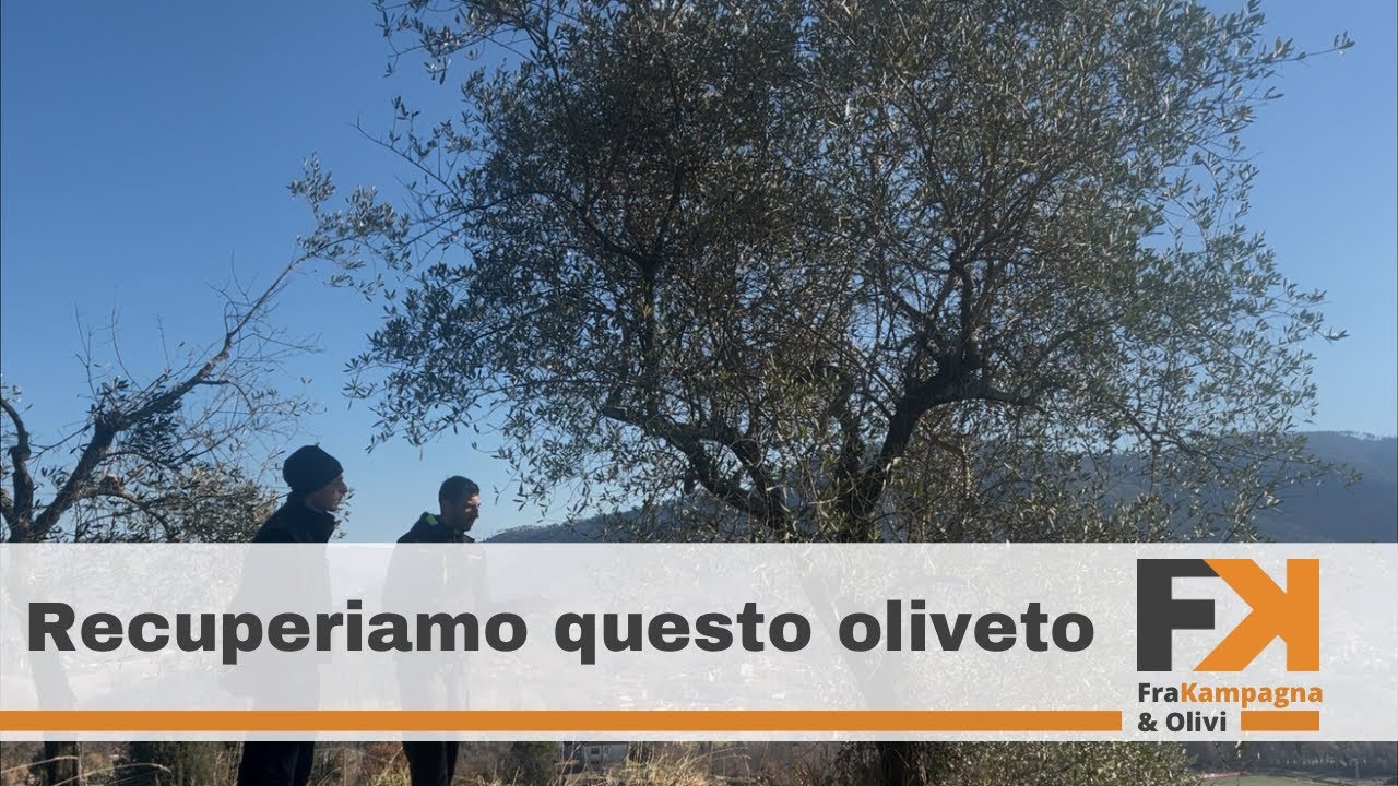 Imparo a potare l&rsquo;olivo a mio cugino