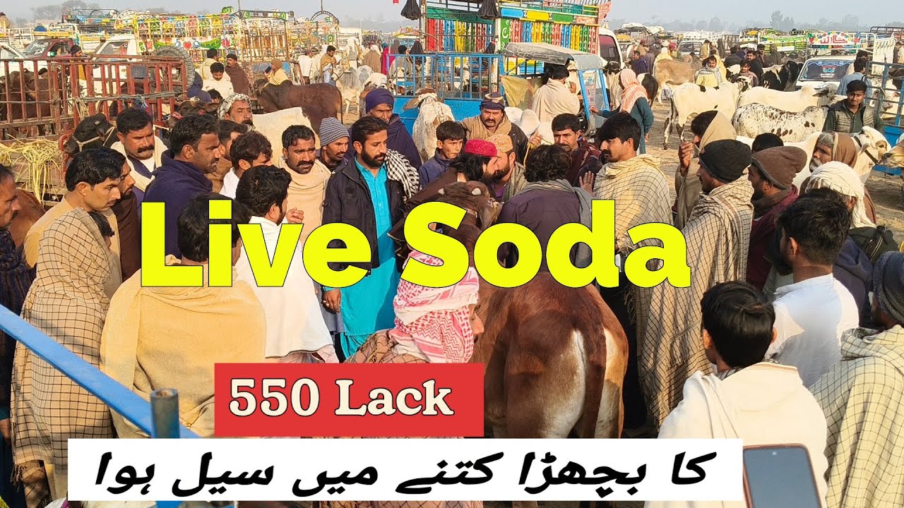 550 Lack Ka Bachra Kitna Ma Sale Howa Zahir Pir Mandi | @MandiBoy8080 | Zeeshan khan 