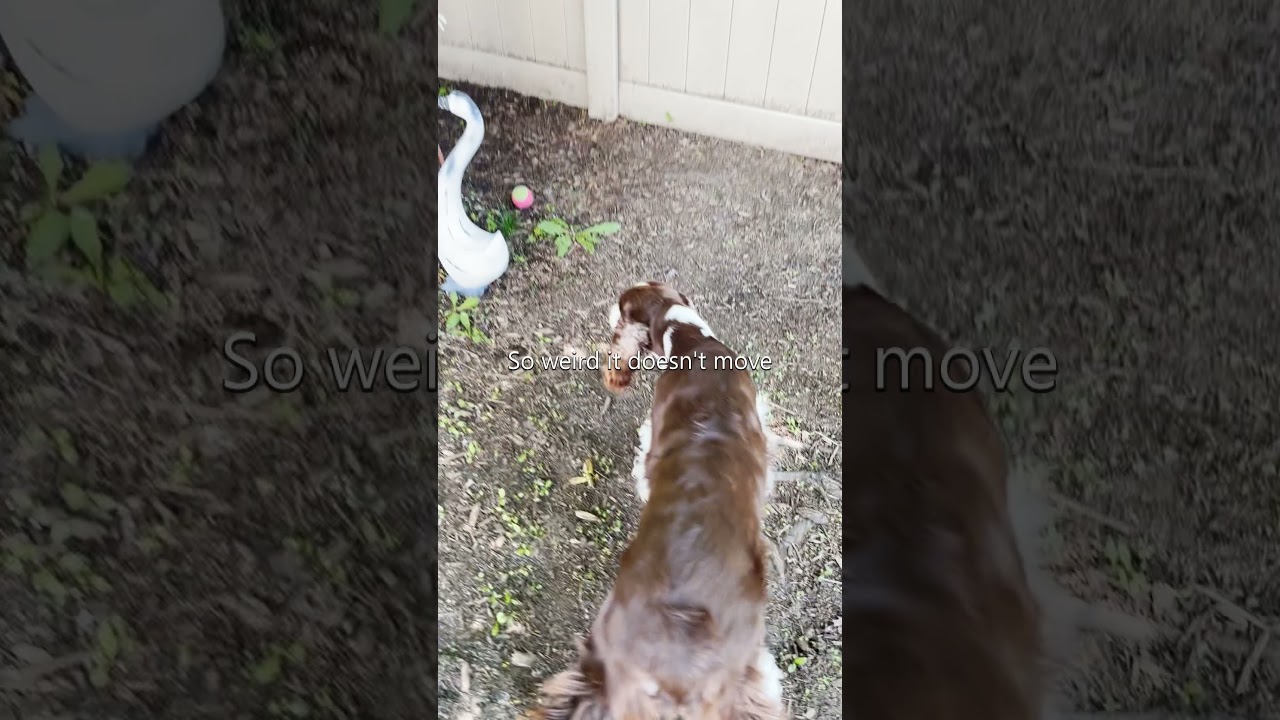 Funny Dog Scared Of Something New In Her Yard| Ember The English Springer Spaniel 