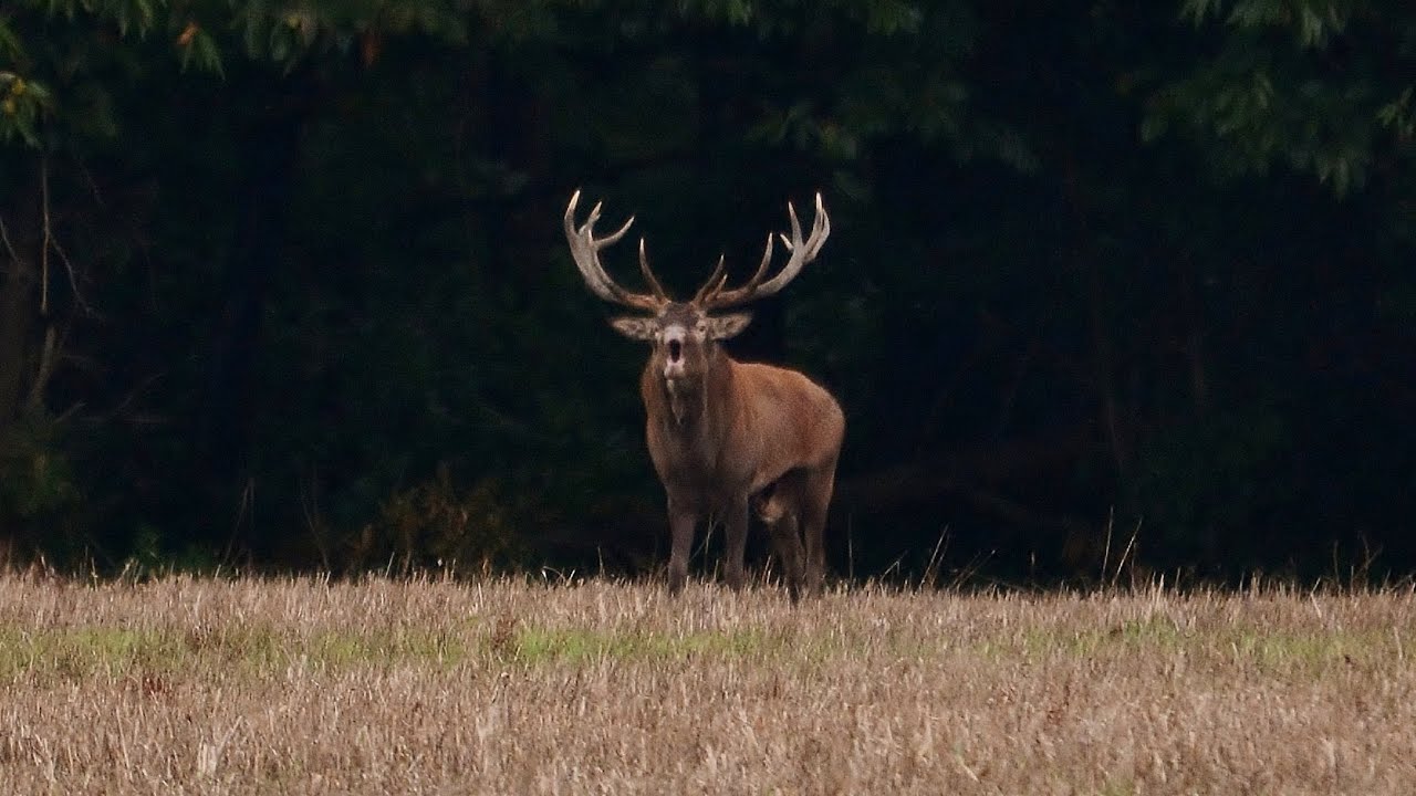 Brame du cerf 2014 - HD