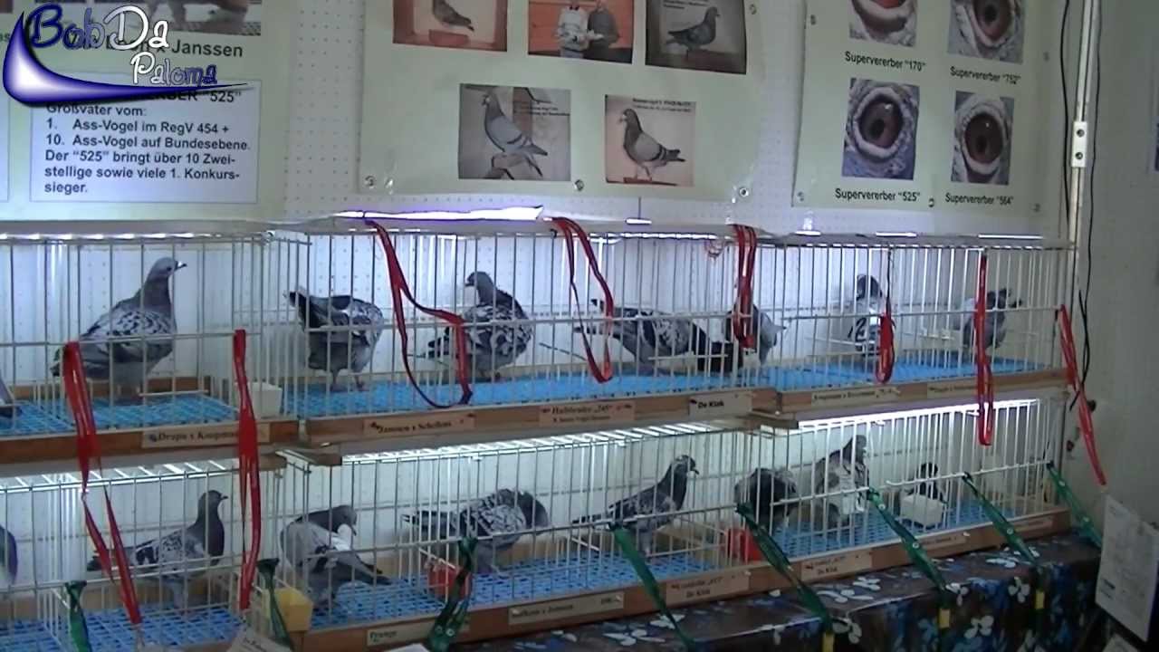 International Pigeon Market in Kassel, Germany (2012)