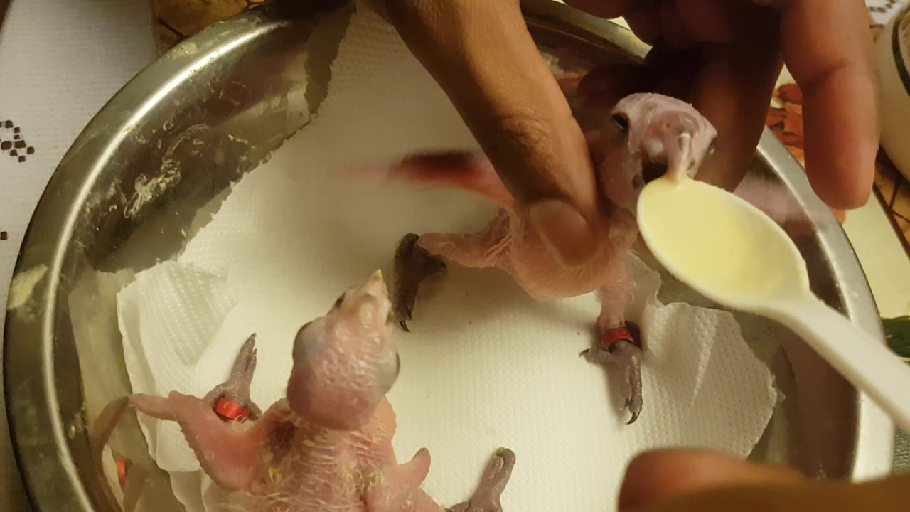 Hand-feeding Black Headed Caique parrot chicks