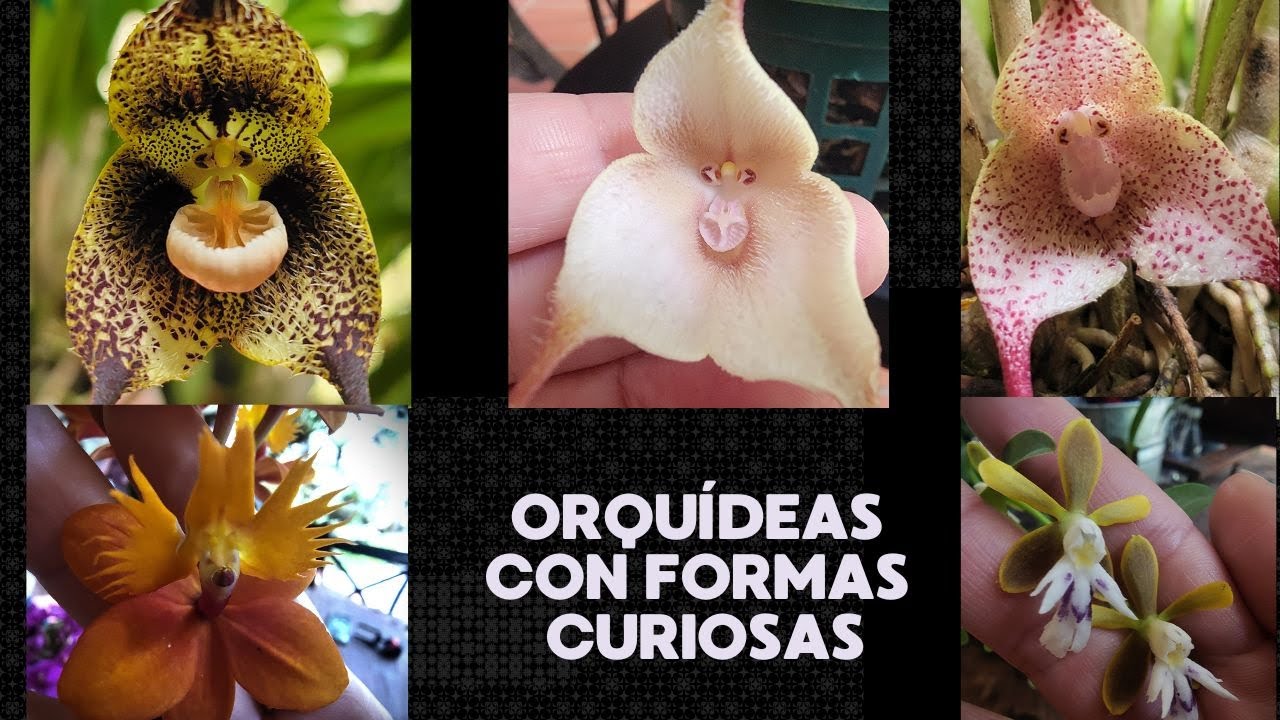 Orquídeas con Figuras Sorprendentes: Caras o Rostros Ocultos en la Naturaleza
