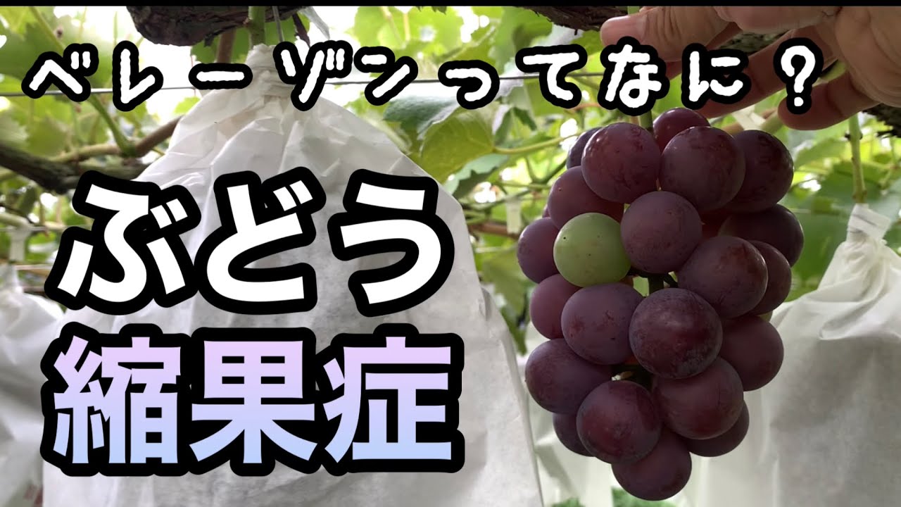 ぶどうの縮果症(ベレーゾンについて)林ぶどう園 2021-07-03
