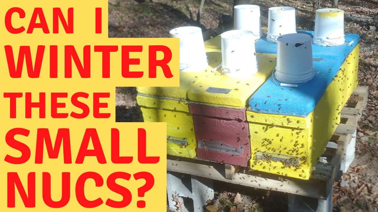Wintering nucs in Zone 3 (Spirit, Wisconsin)