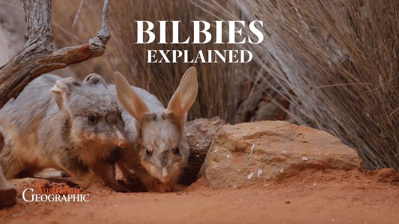 The Adorable Bilby: Australia's Endangered Superhero