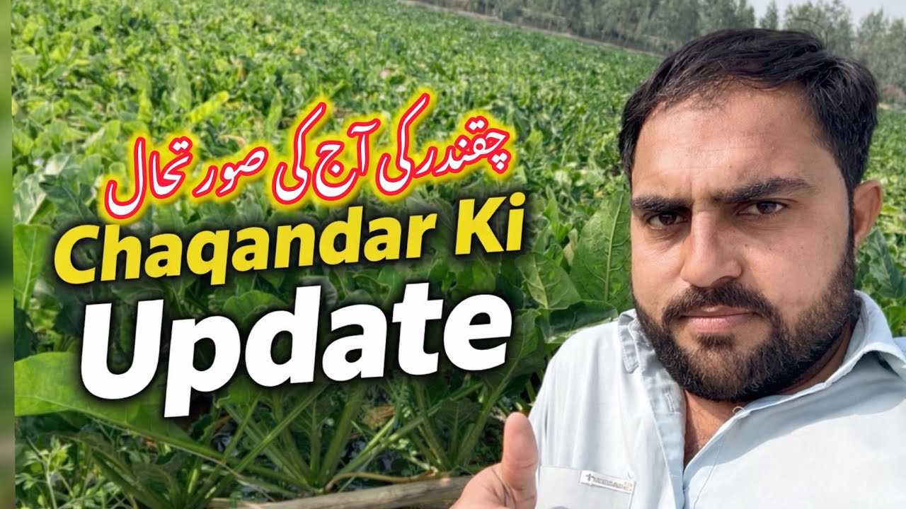 Chaqandar ki Fasal Ki Latest Update | Beetroot 🫜 Sowing And Total Expenses 