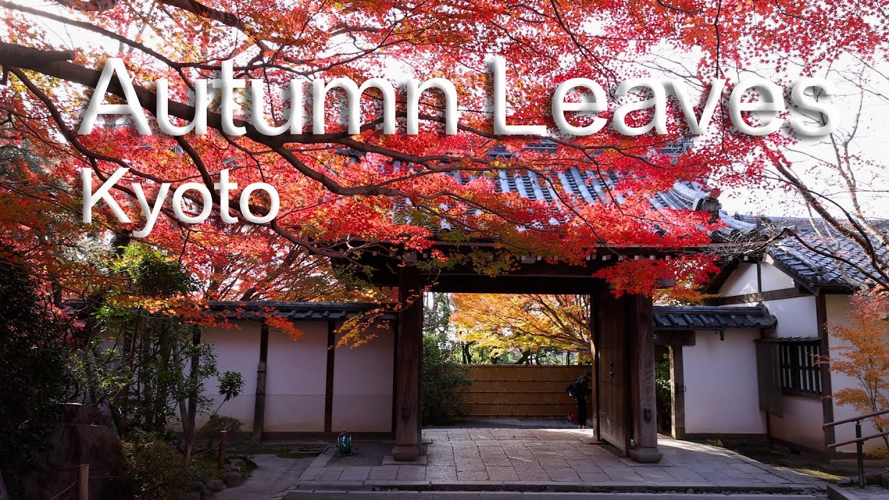 Autumn Leaves, Kyoto, Japan (京都の紅葉) | Top 8 places to see autumn colors in Kyoto.