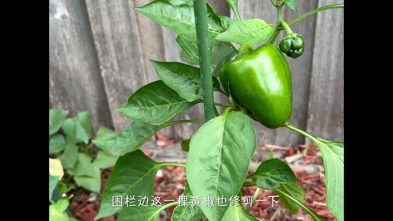 彩椒吃完直接种，收获怎样？