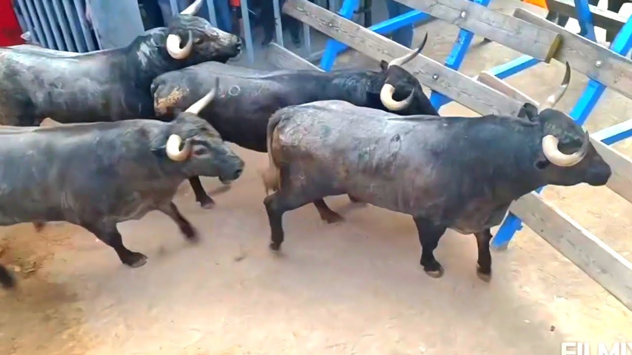 Caos total! Los toros casi se escapan