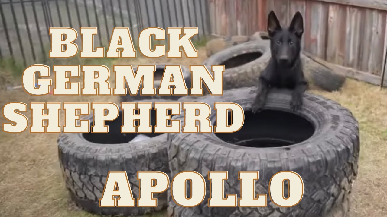 Black German Shepherd Puppy Confidence Building