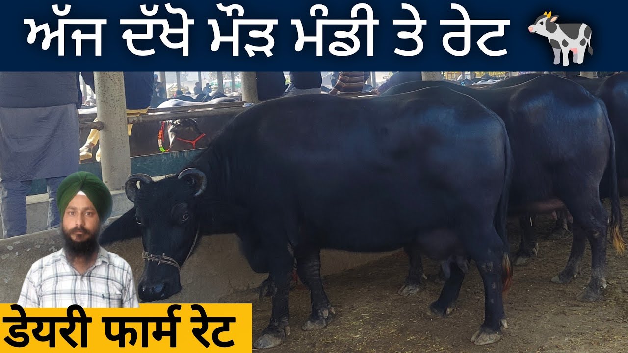 ਮੌੜ ਪਸ਼ੂ ਮੰਡੀ (ਬਠਿੰਡਾ)| Maur Pashu Mandi Bathinda Punjab #buffalo #cow 