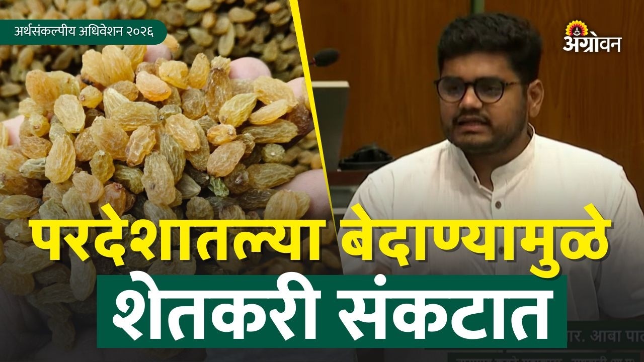 Bedana Import: परदेशातून येणाऱ्या निकृष्ट बेदाण्यामुळे शेतकरी संकटात | Maharashtra Assembly |Agrowon