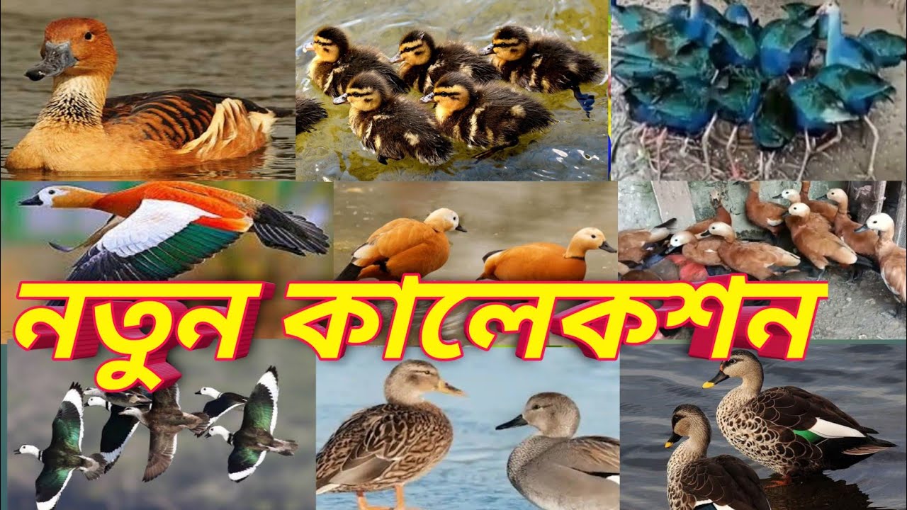 নতুন কালেকশন  বিভিন্ন প্রজাতির  বিদেশি হাঁস ও কালিম পাখি