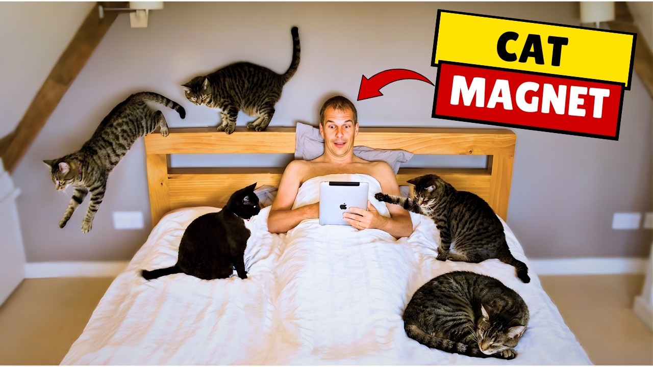 Your Cat Doesn’t Like Everyone — These 5 Actions Prove You’re Their #1