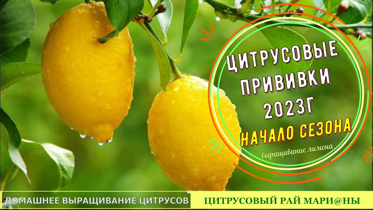 03/23| Цитрусовые прививки 2023г. Начало сезона/ Цитрусовый Рай МариАны