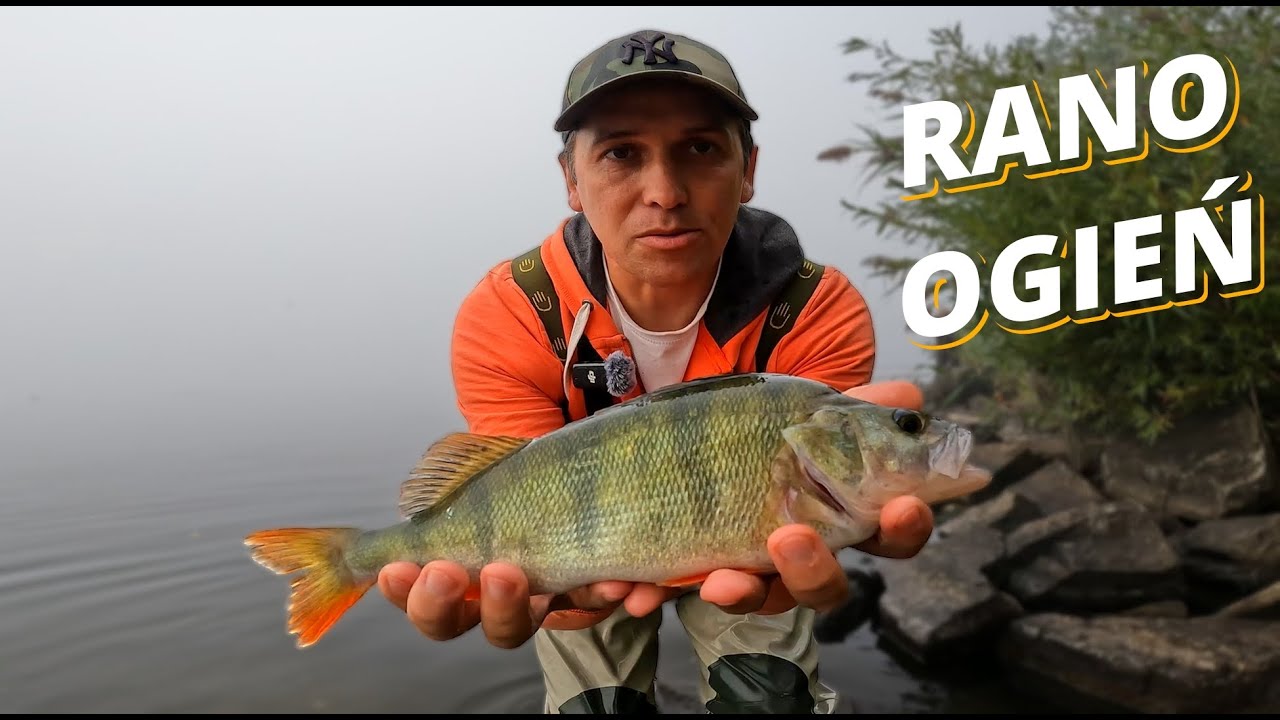 Rano OGIEŃ, potem dłubanie… Dropshot na okonie 30+