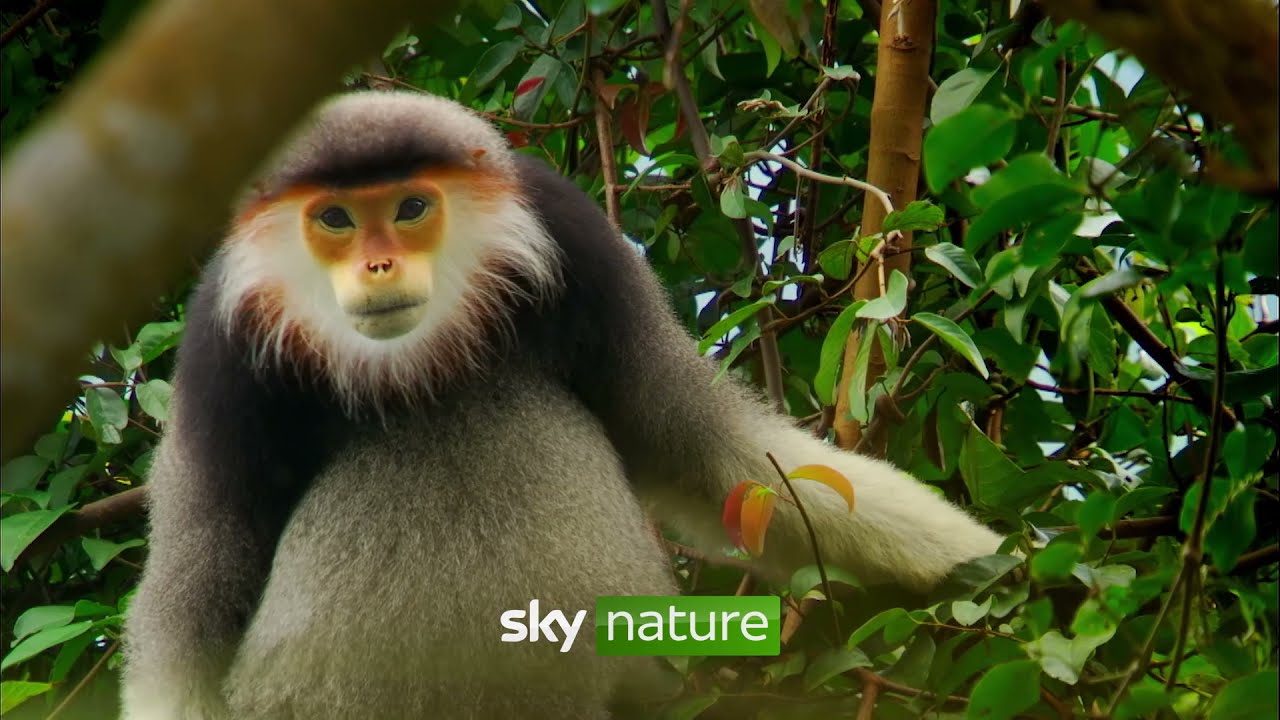 Sky | Primaten | Trailer
