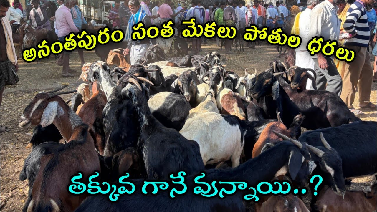 Anantapuram market goat every Saturday #anantapurmarket #saturdaymarket #goatfarming #bullfarm