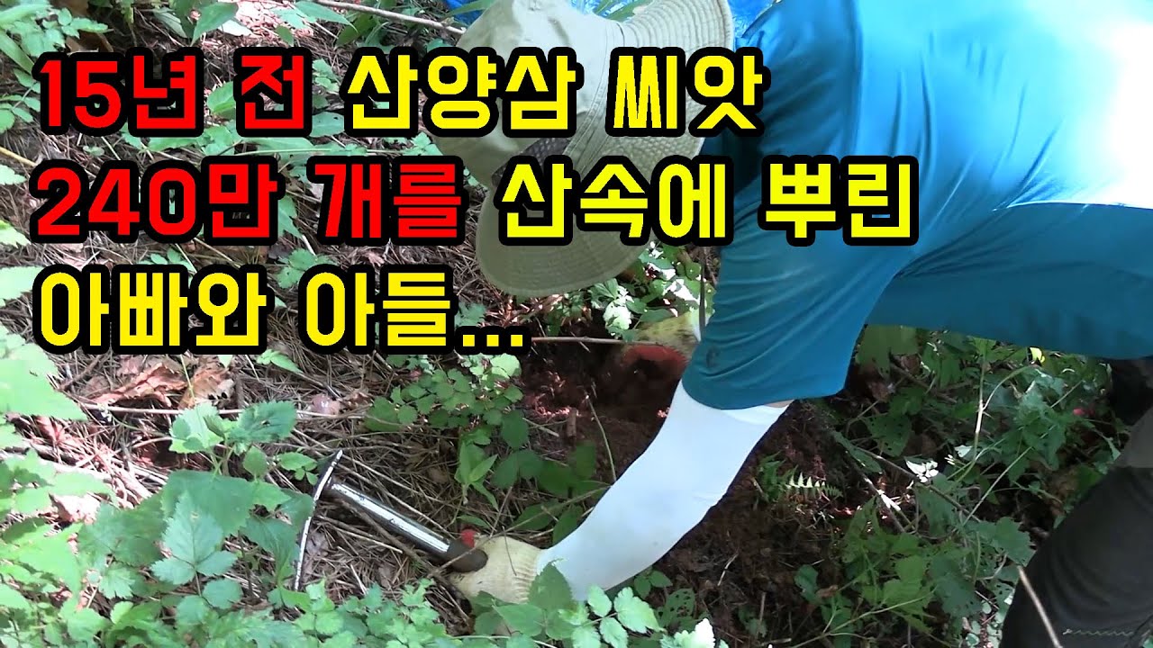 15년 전 산속에 240만개의 산양삼 씨앗을 뿌린 아빠와 아들..
