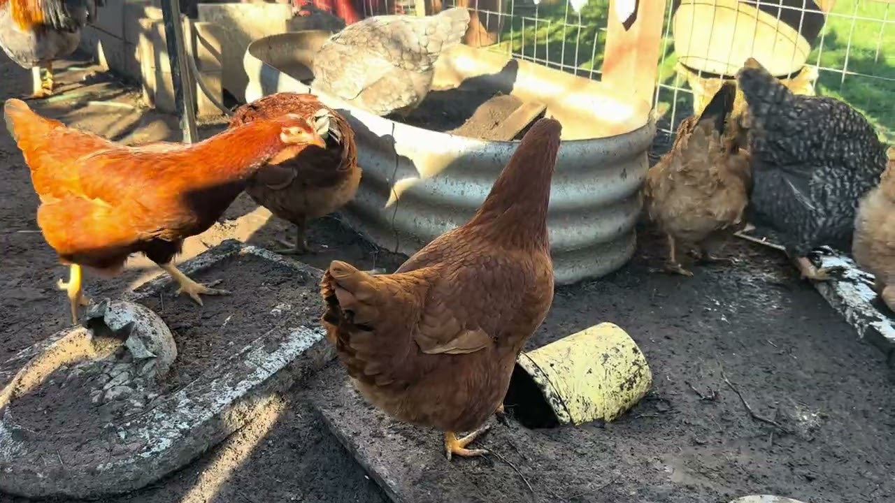 Todas mis gallinas en este video 