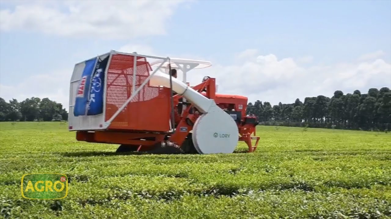 De la selva Misionera al mundo: El té arg. se posiciona con tecnología y calidad (