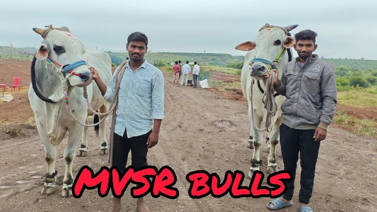 దొడ్ల వాగు సీనియర్స్ విభాగంలో 10వ జత MVSR  బుల్స్