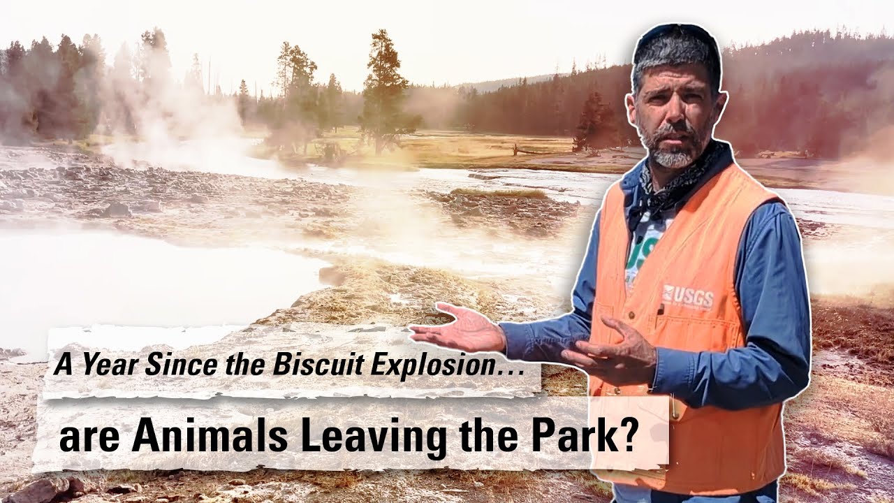 A Year Since the Biscuit Basin Hydrothermal Explosion (Yellowstone Monthly Update - August 2025)