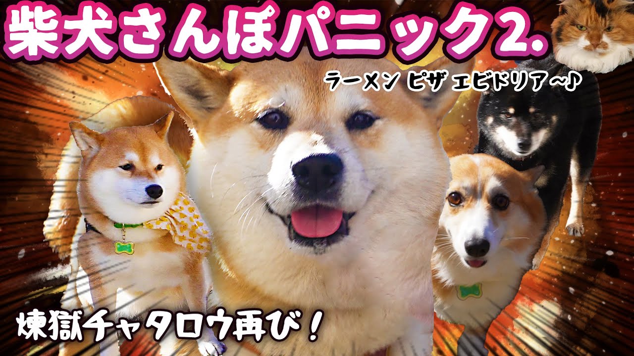 【犬猫アテレコ】責務を全うしろ！柴犬さんぽだ！！ ー其の弐ー