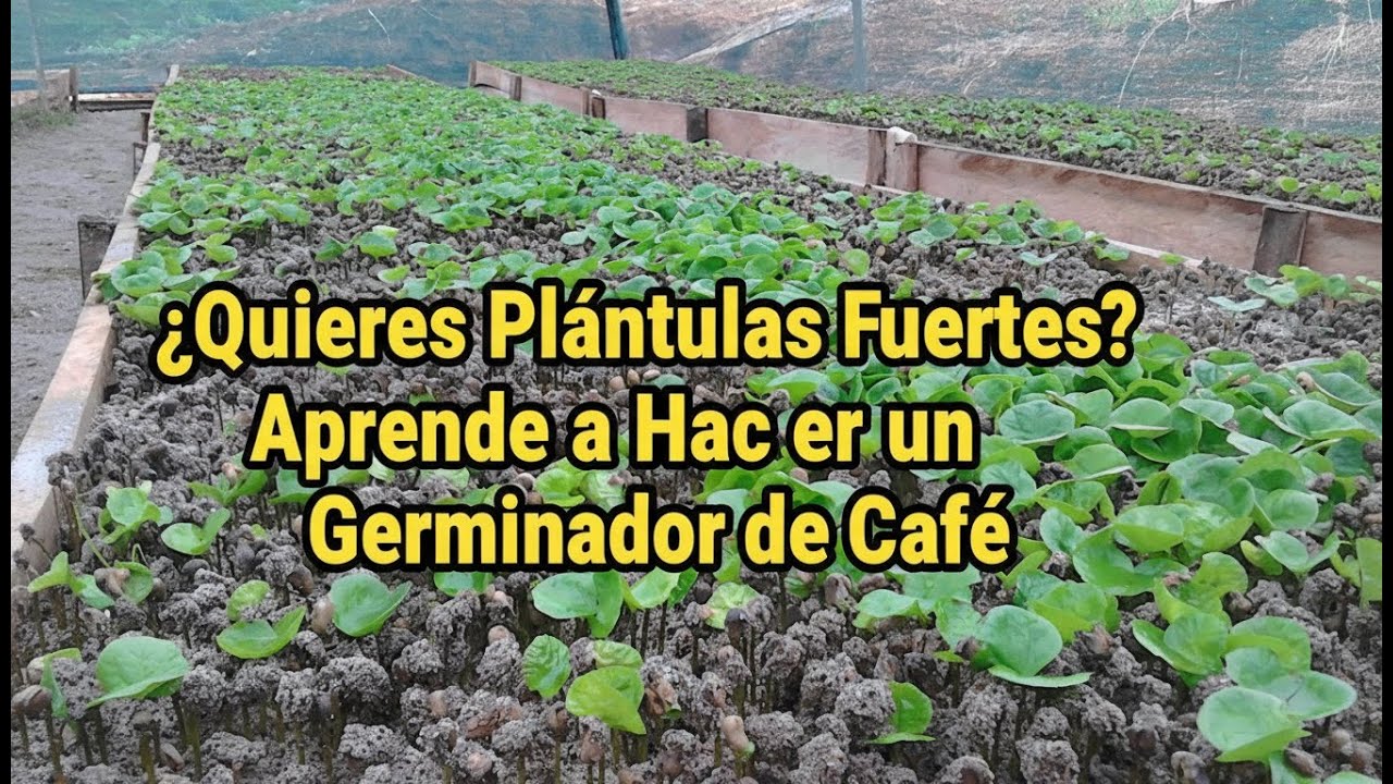 Construye tu Germinador de Café Paso a Paso