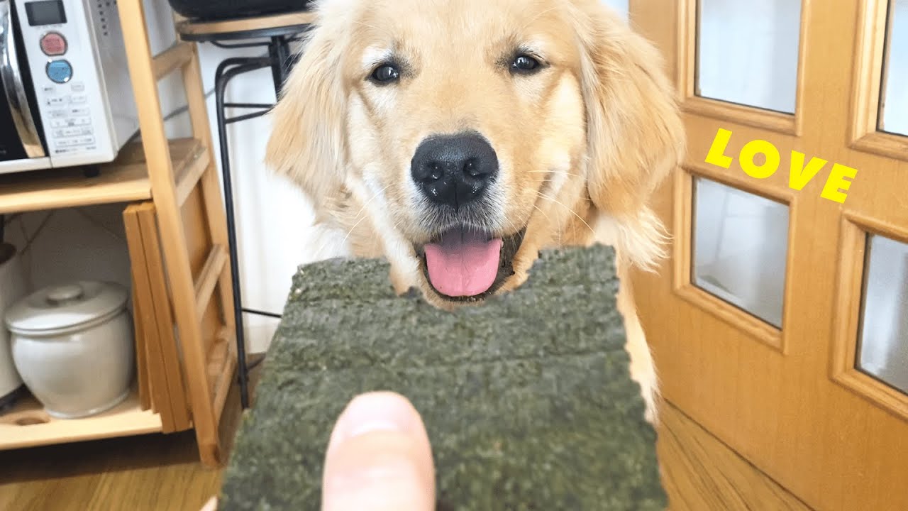 海苔と妹のまえでは笑顔になっちゃう愛犬｜今週のティモシー【ゴールデンレトリバー】