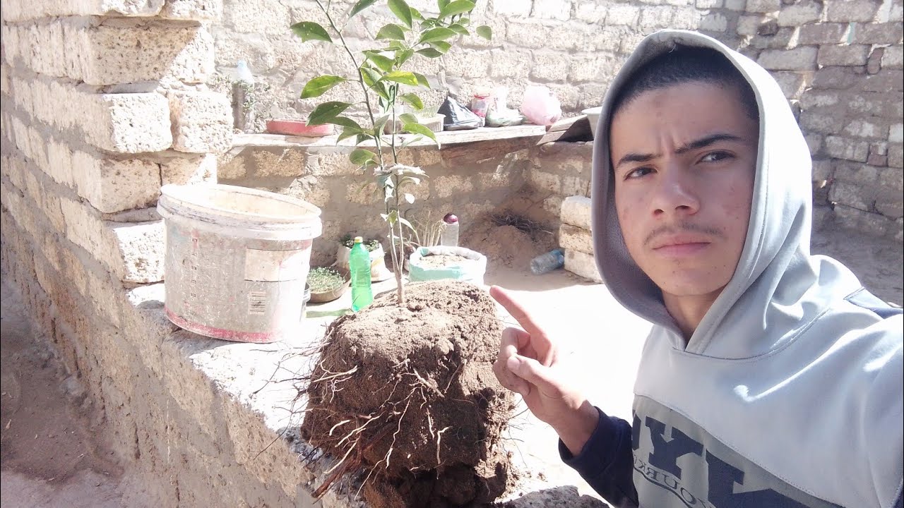 كيف تزرع اشجار الليمون