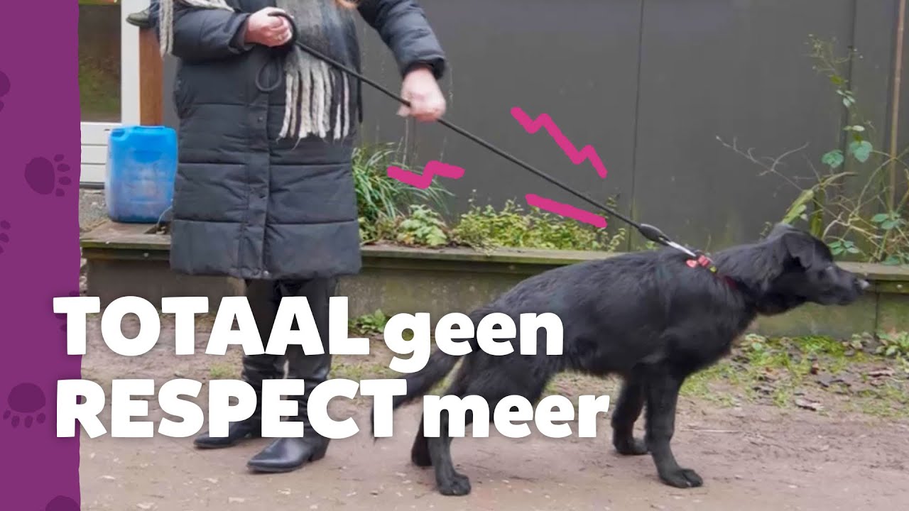 Bang in eigen huis: ‘dan BIJT hij me’ - Ron’s Honden Spreekuur