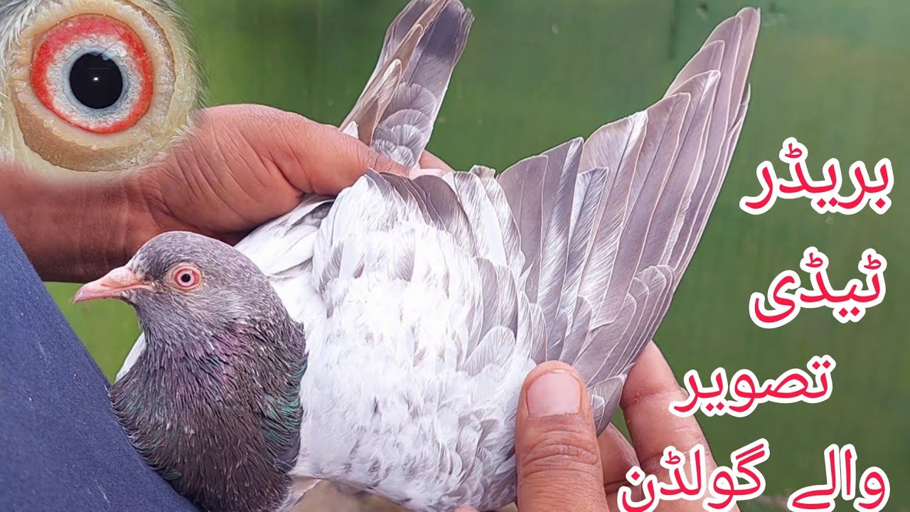 Tasveer wala jora || Teddy Jora || lalpair Kabootar || 03234639084 || Jani Jutt Pigeons.