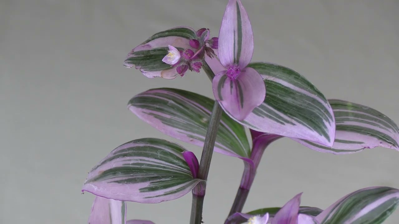 Уход за растением Tradescantia spathacea (Моисей в колыбели): что нужно знать
