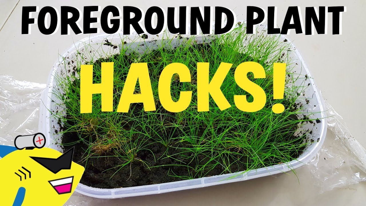 FOREGROUND PLANT HACKS - HOW TO BEAT ALGAE and More!