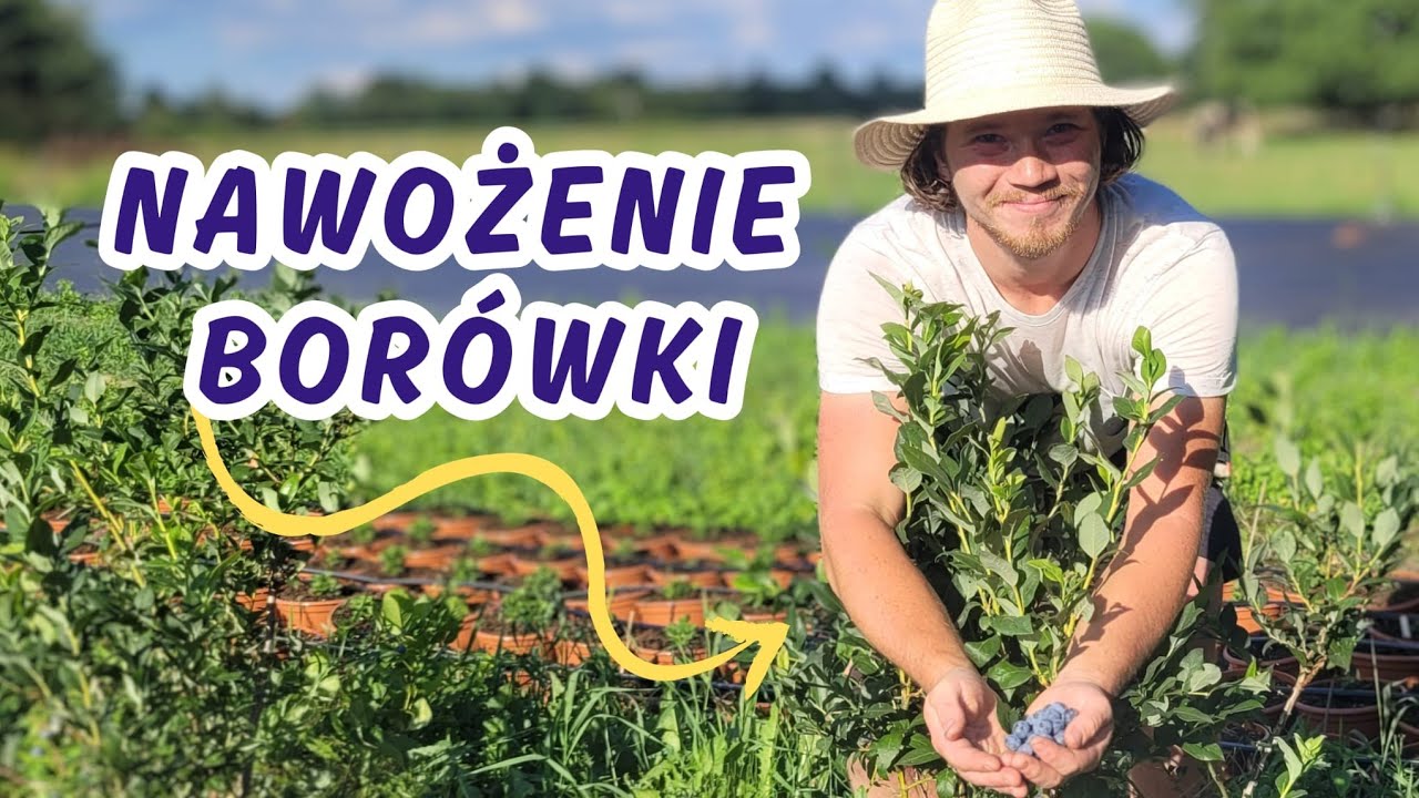 Jak nawozić borówki? Posypowo czy fertygacją?
