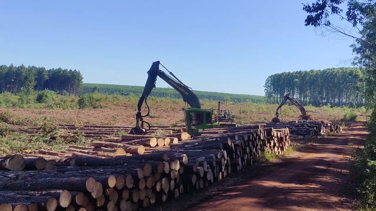 Full tree en tala rasa de #pinus  #fellerbuncher #skider #jondeere #komatsu #forest #viral #video
