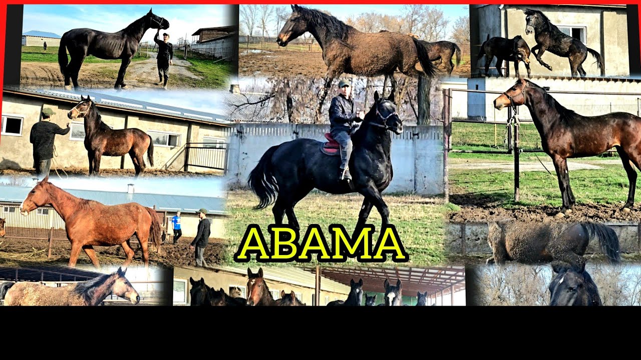 Атактуу Абаманын төл берип жаткан бээлери жана кунандар сатылат. 