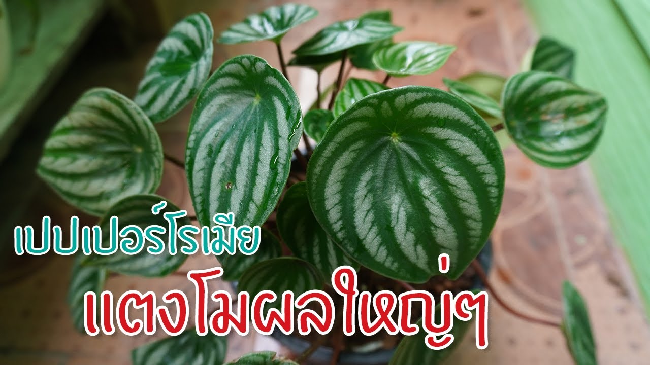 เปเปอร์ลายแตงโม โอ้โหเลี้ยงยังไง วิธีเลี้ยงพร้อมดูแล #เปปเปอร์โรเมียลายแตงโม #Peperomia