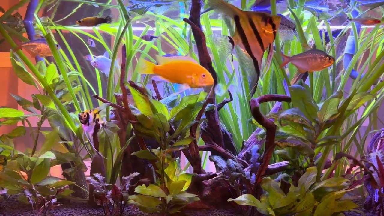Peixes 