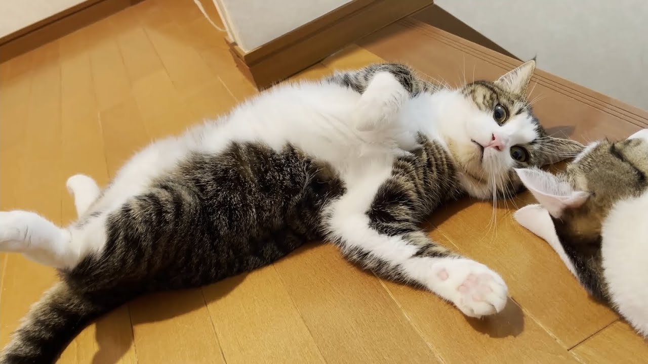 落ちるにもほどがある猫が悶絶級にかわいい