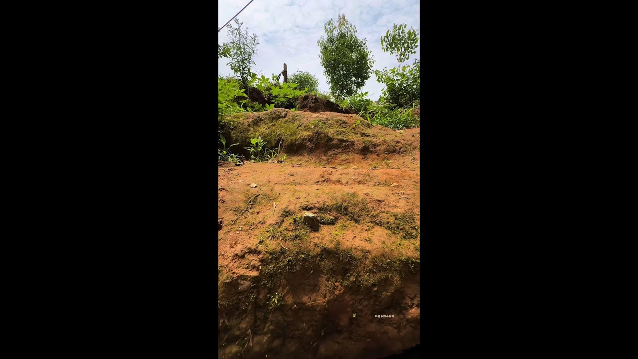 Sleepwalking and drinking milk pastoral dog small breasts dogs